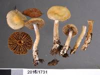 Cortinarius rattinus image