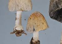 Coprinellus flocculosus image