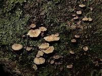 Xeromphalina podocarpi image