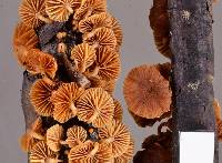 Tubaria peculiaris image