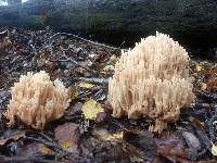 Ramaria rotundispora image