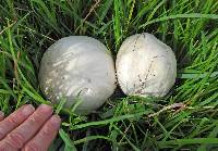 Agaricus arvensis image