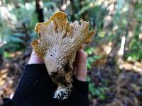 Image of Gloeocantharellus dingleyae