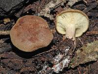 Clitocybe eucalyptorum image