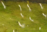 Multiclavula mucida image