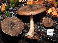 Pluteus paradoxus image