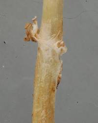 Lepiota thrombophora image