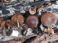 Psathyrella echinata image