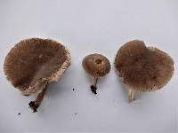 Pluteus minor image