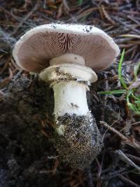 Agaricus bitorquis image