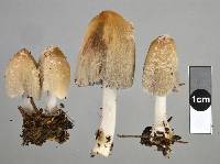 Coprinellus flocculosus image