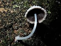 Coprinopsis laanii image