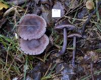 Mycena vinacea image