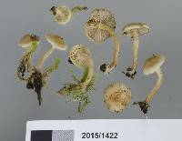 Pholiota pallidocaulis image