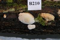 Perenniporia ochroleuca image