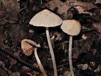 Conocybe subcrispa image