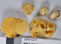 Gymnomyces redolens image