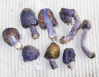 Cortinarius coneae image