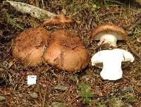 Cortinarius balteatocumatilis image