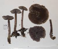 Mycena vinacea image