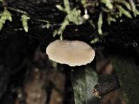 Simocybe austrorubi image