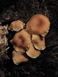 Hypholoma acutum image