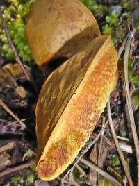 Austroboletus lacunosus image