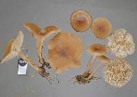 Clitocybe metachroa image