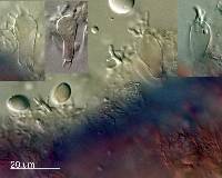 Mycena filopes image