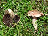 Agaricus cupreobrunneus image