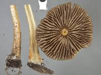 Agrocybe olivacea image