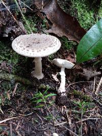 Amanita karea image