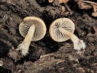 Psathyrella corrugis image