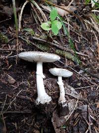 Amanita karea image