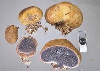 Scleroderma flavidum f. macrosporum image