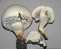 Agaricus arvensis image