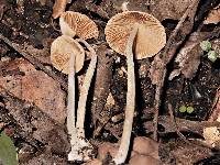 Conocybe subcrispa image