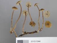 Clitocybe eucalyptorum image