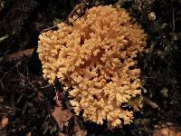 Ramaria avellaneovertex image