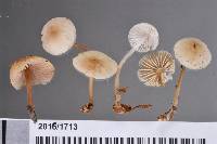 Mycena galericulata image