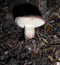 Porphyrellus brunneus image