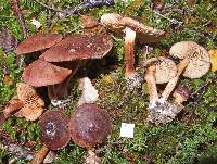 Cortinarius eutactus image