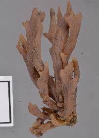 Clavulina urnigerobasidiata image