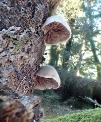 Crepidotus novae-zealandiae image