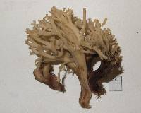 Ramaria purpureopallida image