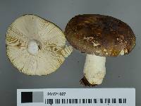 Russula umerensis image