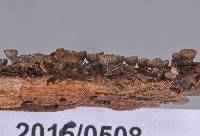 Resupinatus applicatus image