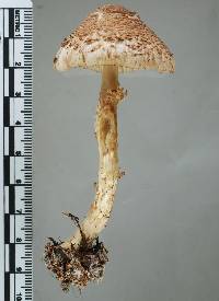 Lepiota thrombophora image