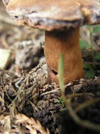 Gyroporus castaneus image