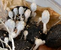 Coprinopsis stercorea image